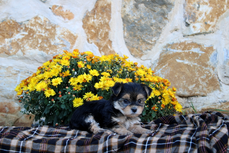 puppy, for, sale, Morkie, Matthew B. Stoltzfus, dog, breeder, Gap, PA, dog-breeder, puppy-for-sale, forsale, nearby, find, puppyfind, locator, puppylocator, aca